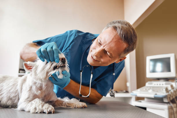 Best Pediatric Emergency Dentist in Dunlap, IA